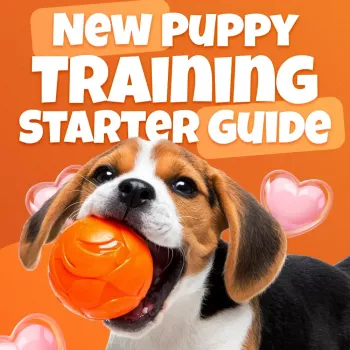 Beginner 4-Week Puppy Training Schedule (Realistic Plan)